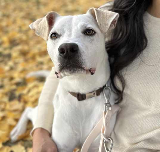 Photo of Aspen