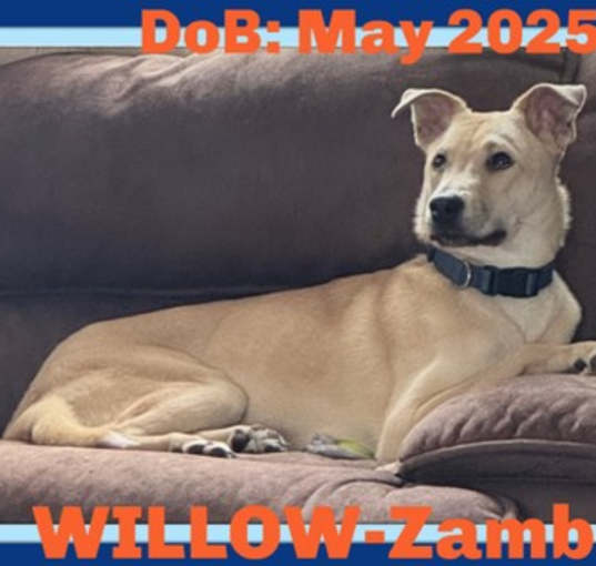 Photo of WILLOW-Boy