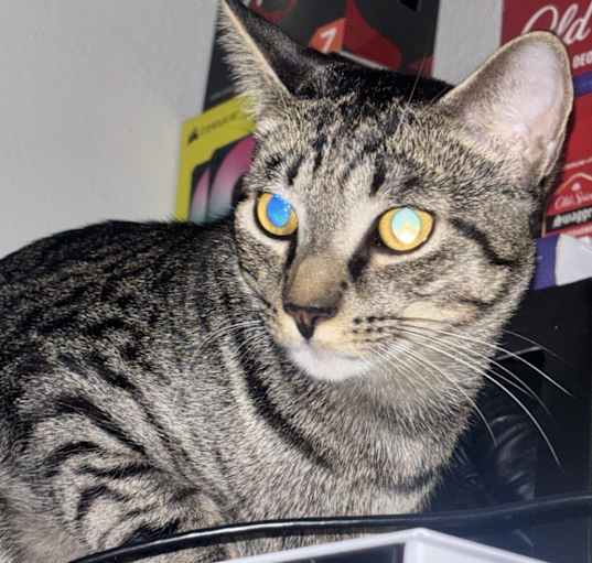 Photo of Fefe