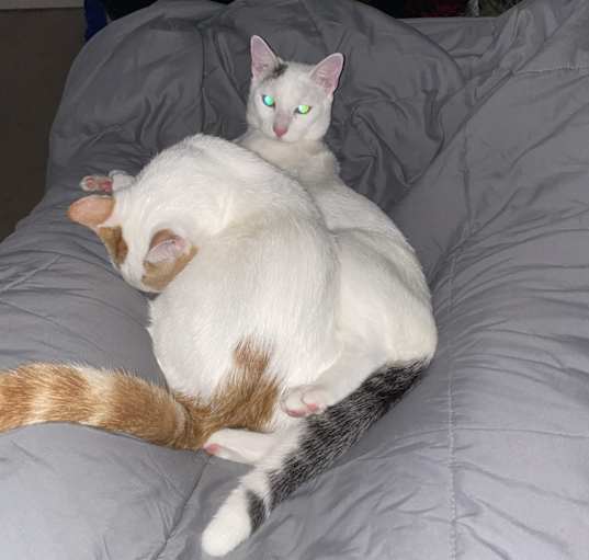 Photo of Ushi and Buta