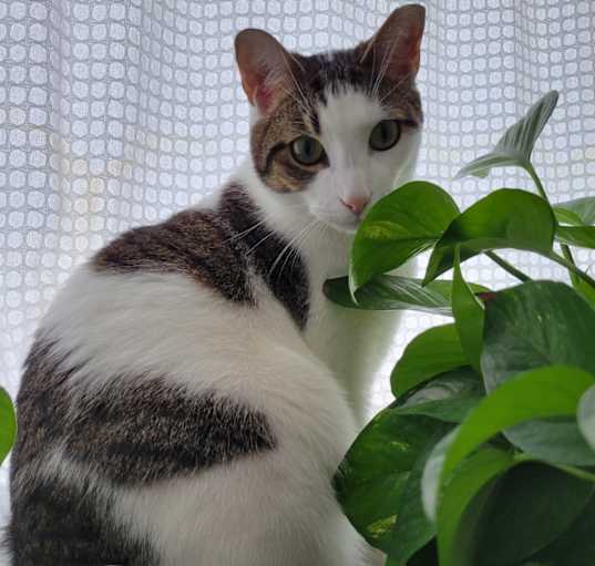 Photo of Booboo