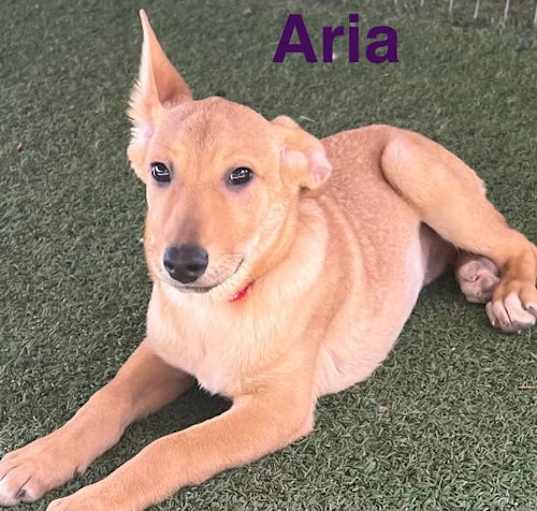 Photo of Aria