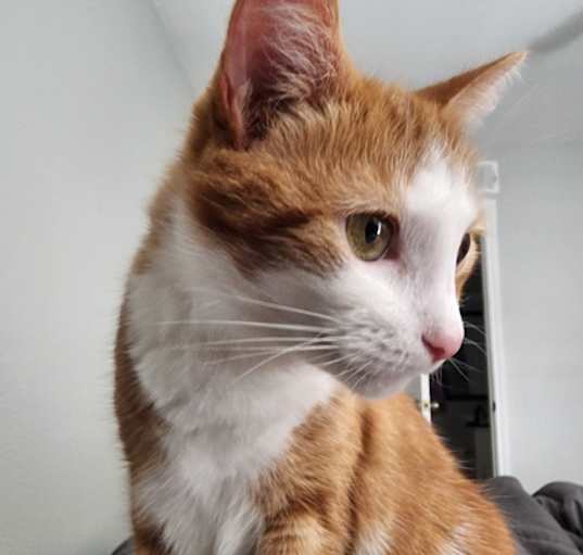 Photo of Moochi