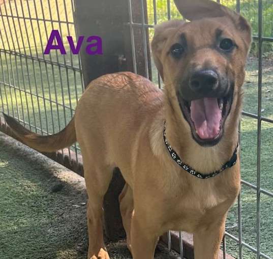 Photo of Ava
