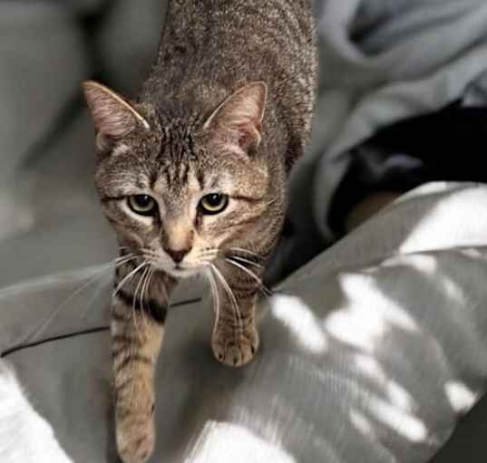Photo of Tonic