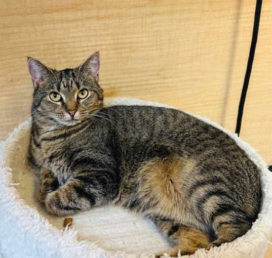 Photo of Dixie