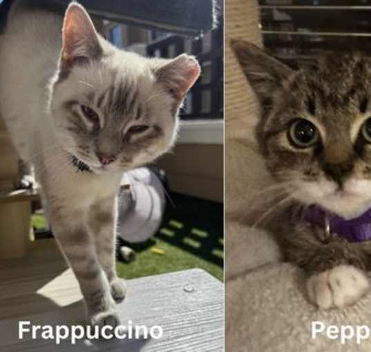 Photo of Frappuccino & Peppermint (Bonded Friends)