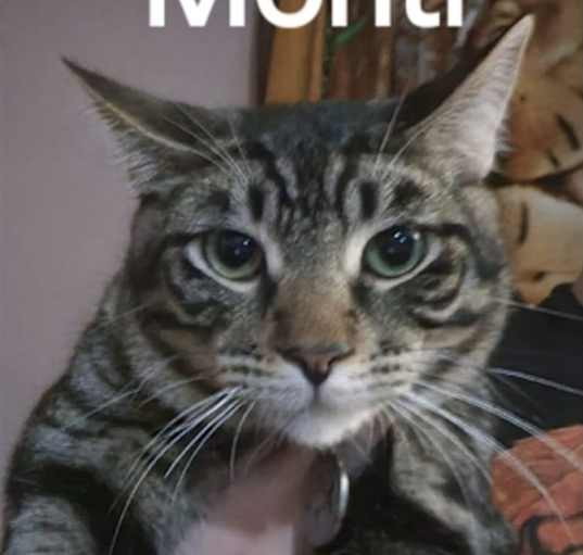 Photo of Monti