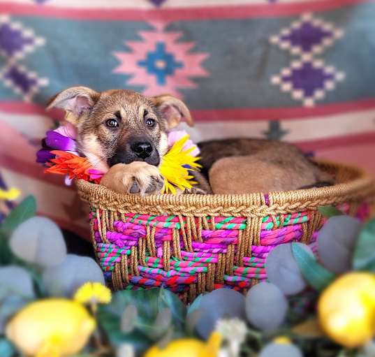 Photo of Dazzle