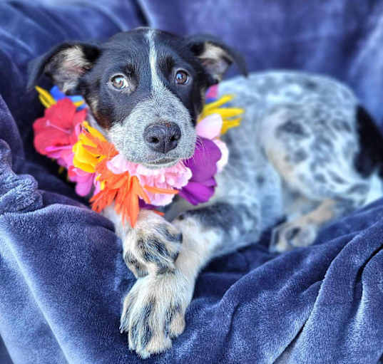 Photo of Razzle