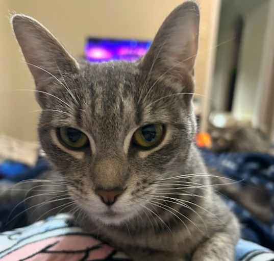 Photo of Cinnamon