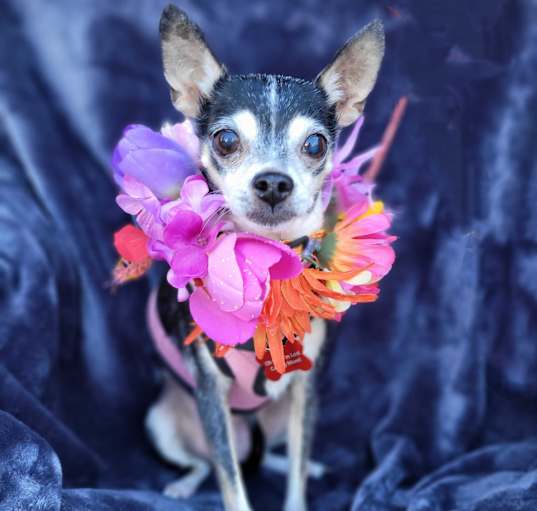 Photo of Darcie