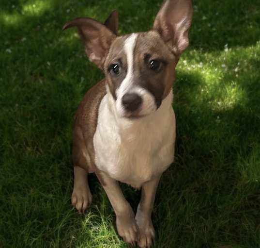 Photo of Cassidy