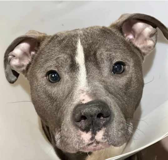Photo of Bluey