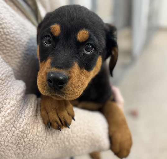 Photo of Loki