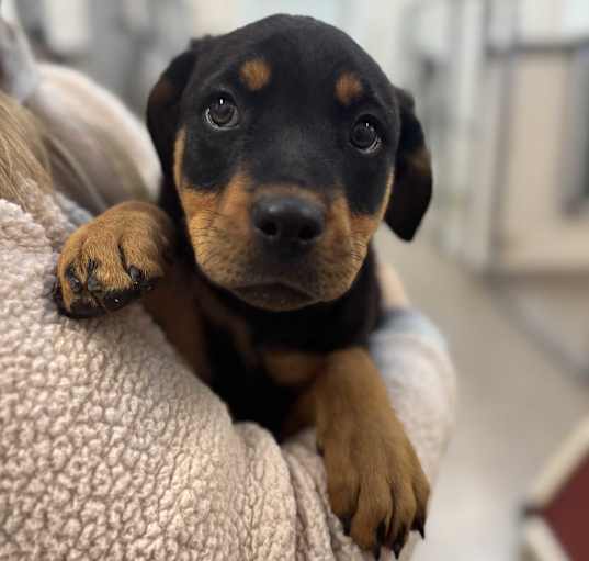Photo of Thor