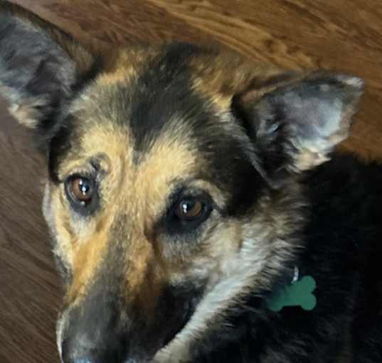Photo of Daphne