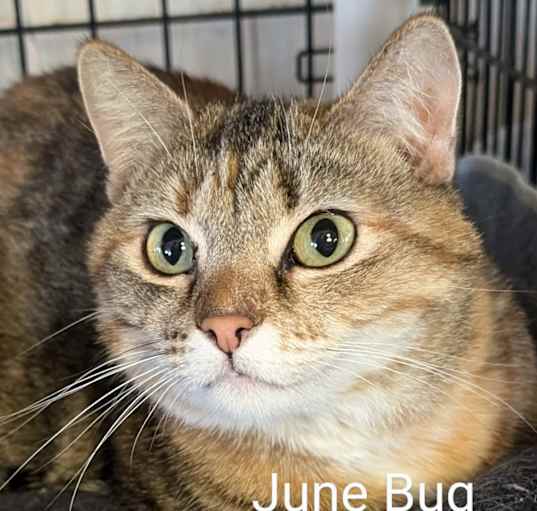 Photo of June Bug