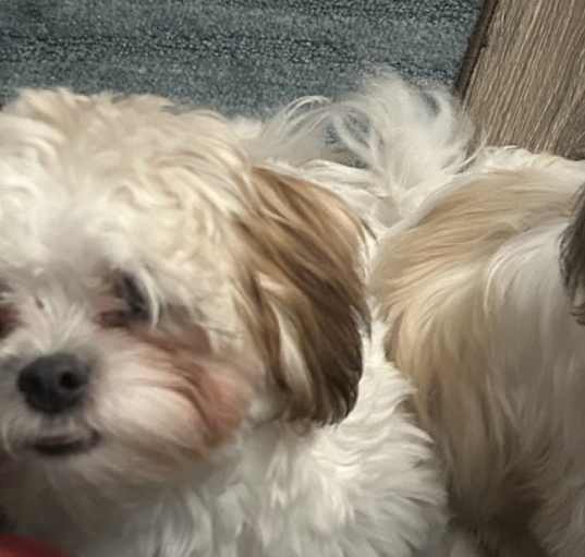 Photo of Duke and Violet