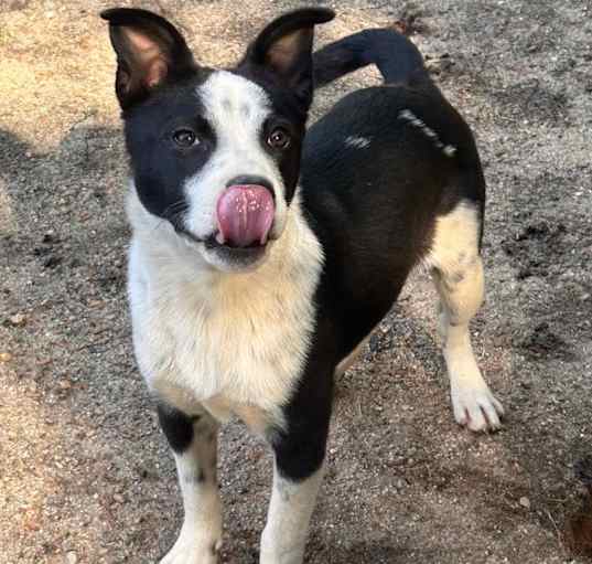 Photo of Oreo