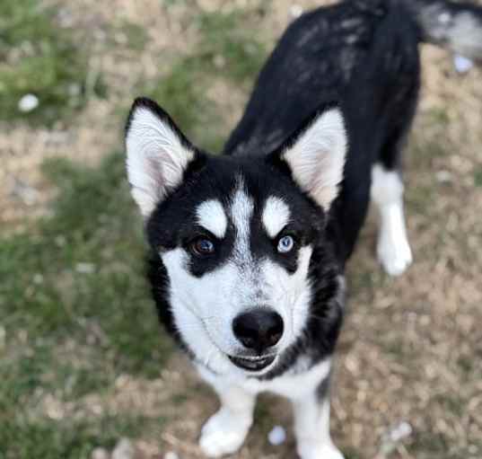 Photo of Wyatt