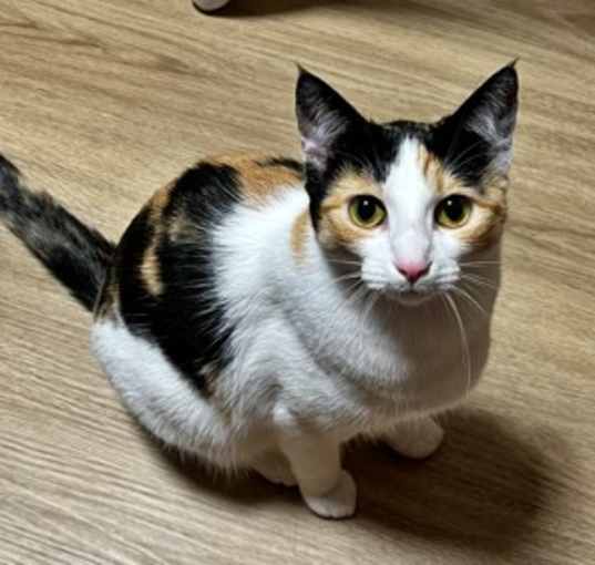 Photo of CINDY & KATY - Offered by Owner- Bonded Sisters