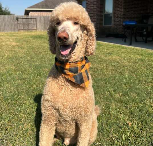 Photo of Arlo