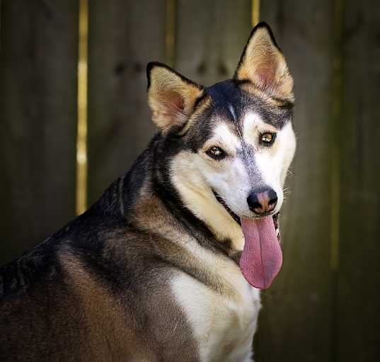 Photo of Ranger
