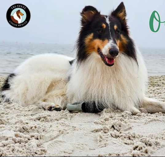Photo of Oz