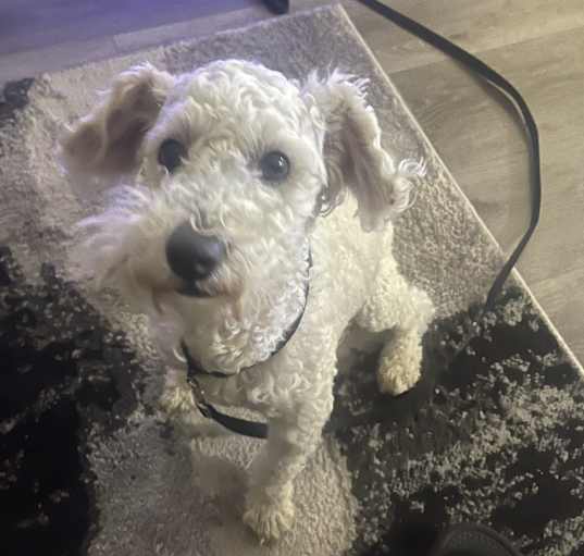 Photo of Duke