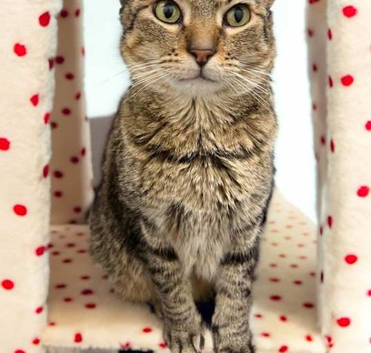Photo of Taffy