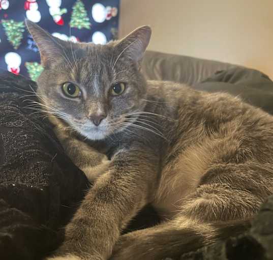 Photo of Astor