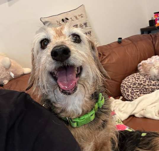 Photo of Bernie (pending medical)