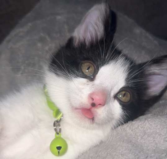 Photo of Oreo