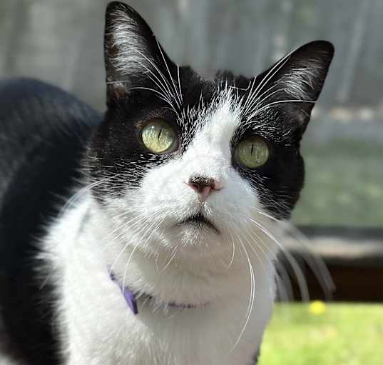 Photo of Carl lap cat ⭐