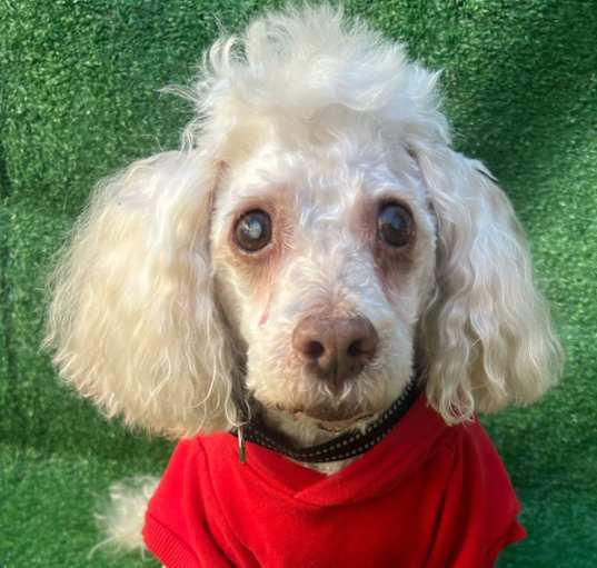 Photo of Teddy