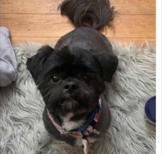 Photo of Rocky (pending medical)
