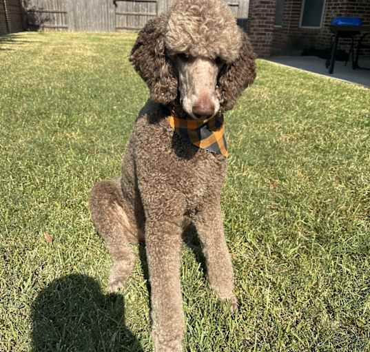 Photo of Kuma