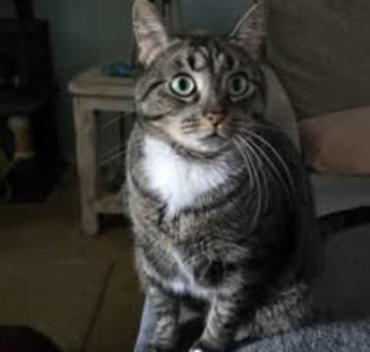 Photo of Mischief