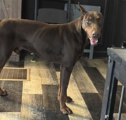 Photo of Rocky