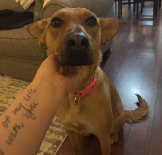 Photo of Shelby