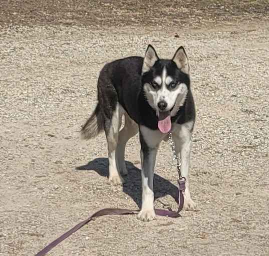Photo of Lola