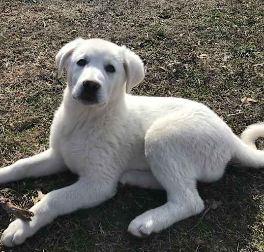 Photo of Cotton