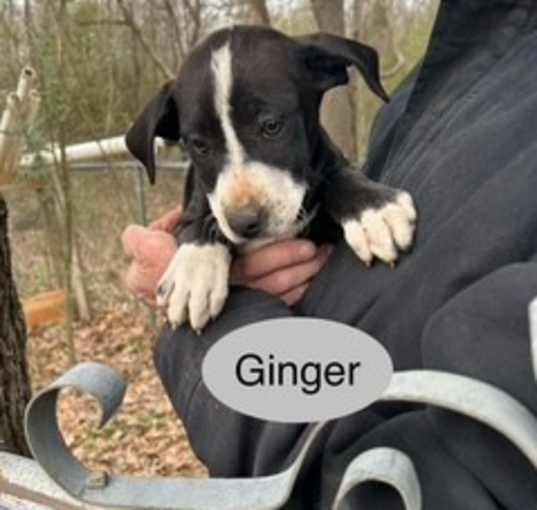 Photo of Ginger