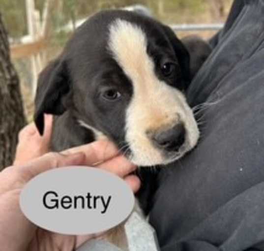 Photo of Gentry