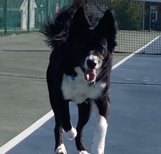 Photo of Rex
