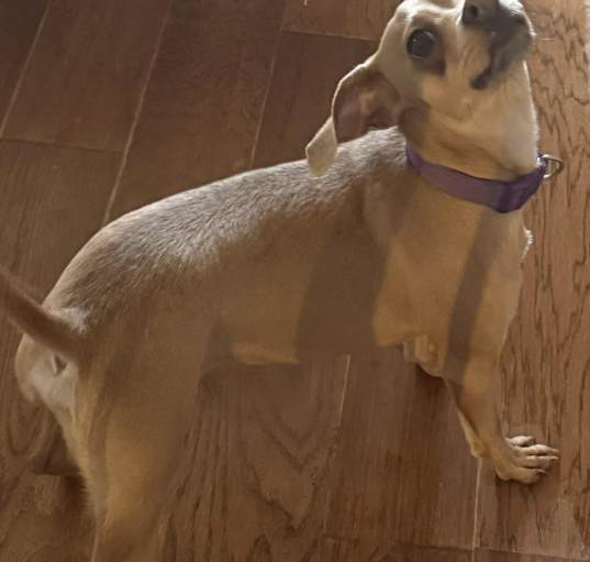 Photo of Archie