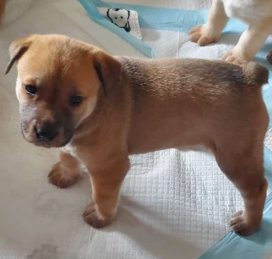 Photo of Grizzly