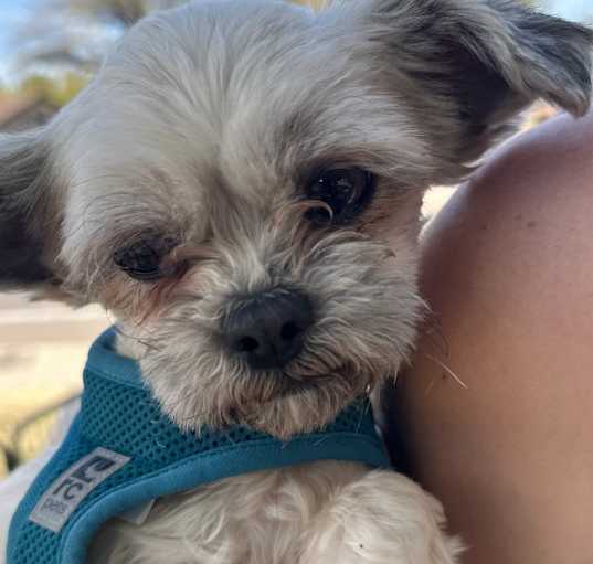 Photo of Teddy