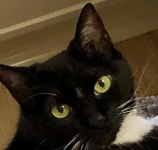 Photo of Bella